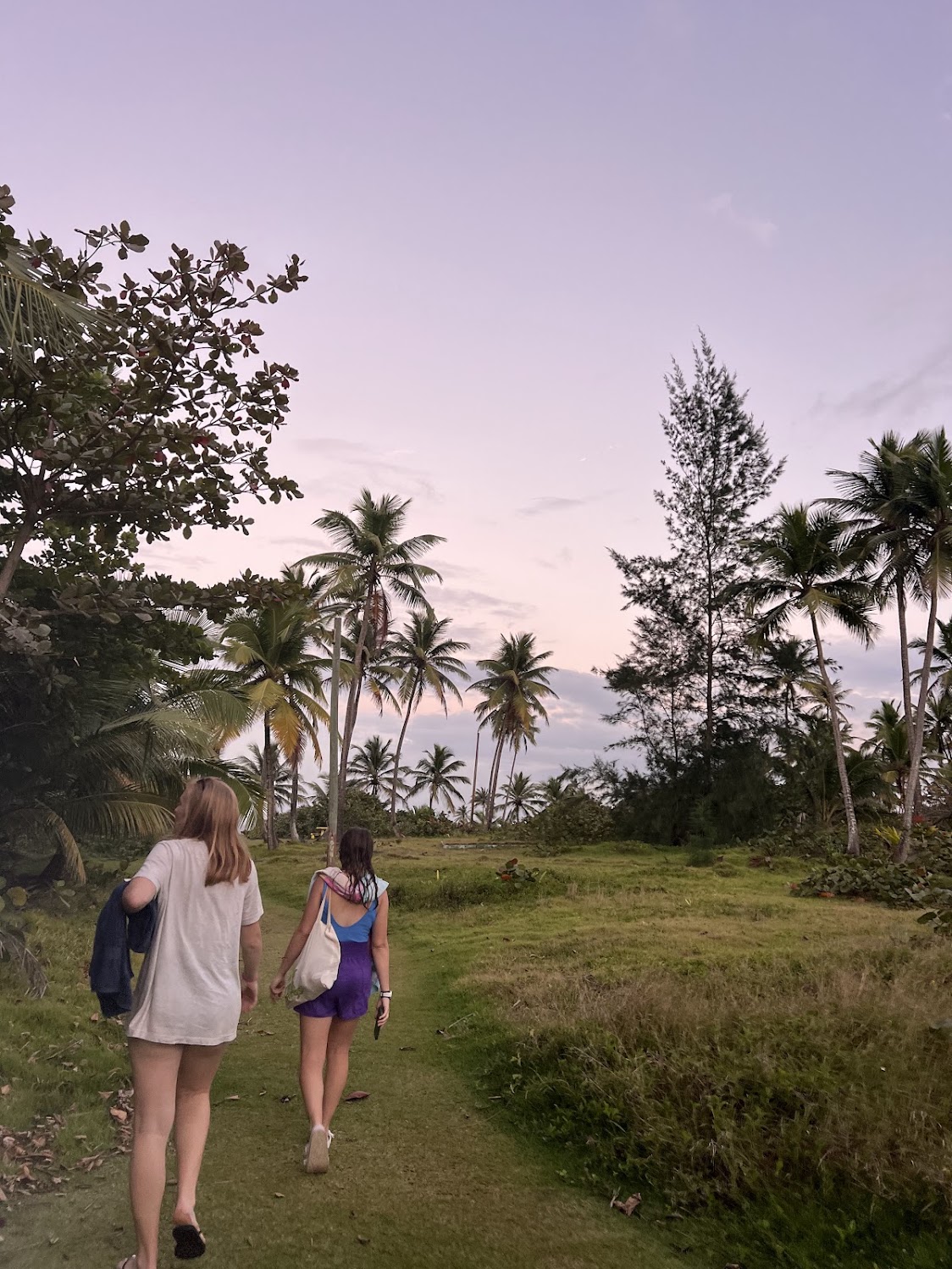 Students walking together beneath palm trees in Puerto Rico
